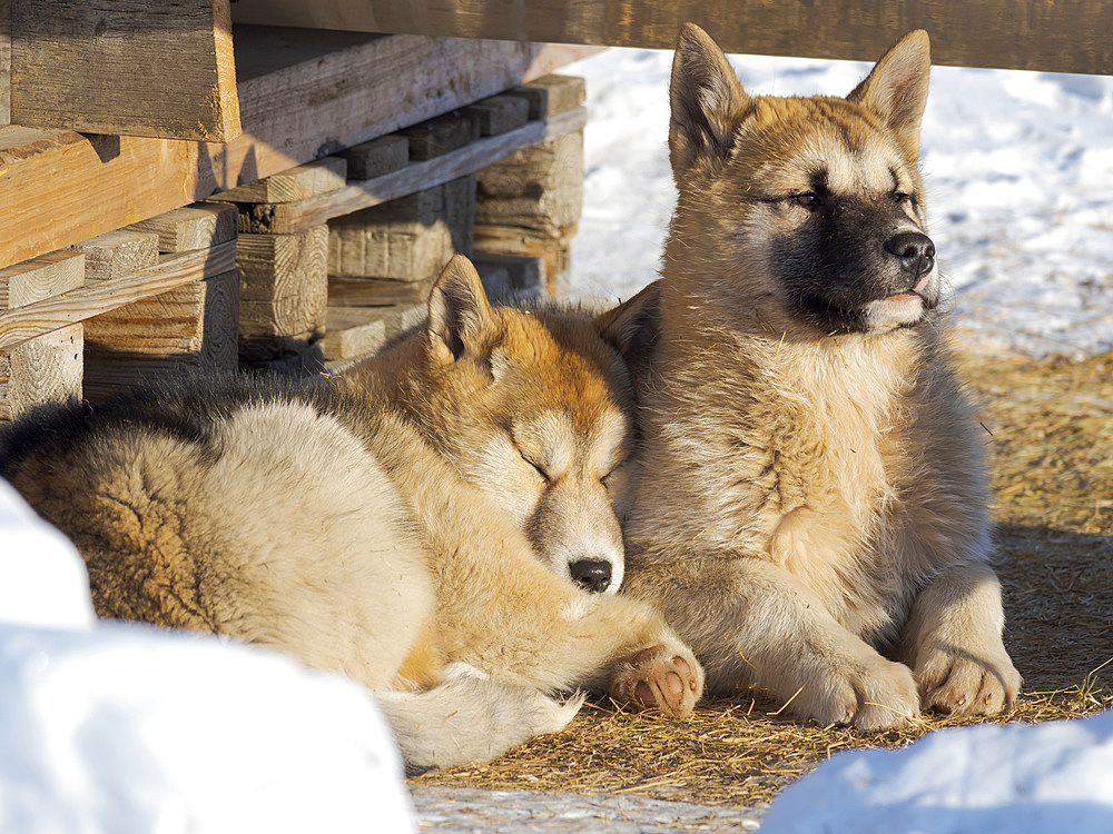 Sled dogs in town. Winter in Ilulissat on the shore of Disko Bay. America, North America, Greenland, Denmark