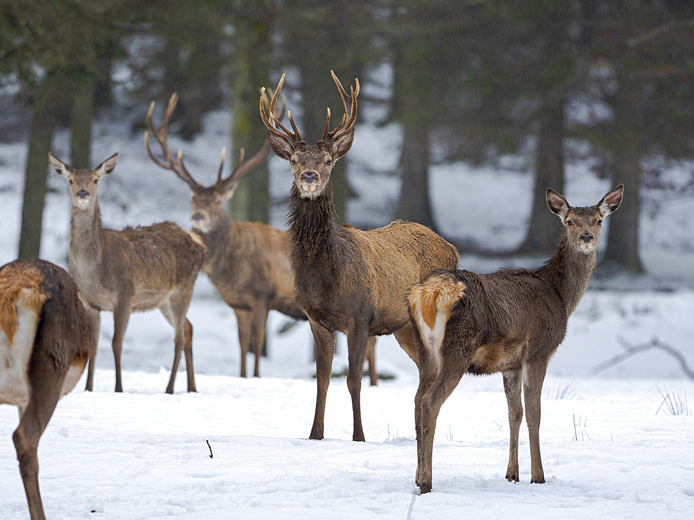 Red deer (Cervus elaphus) during winter. NP Bavarian Forest, enclosure. Europe, Germany, Bavaria