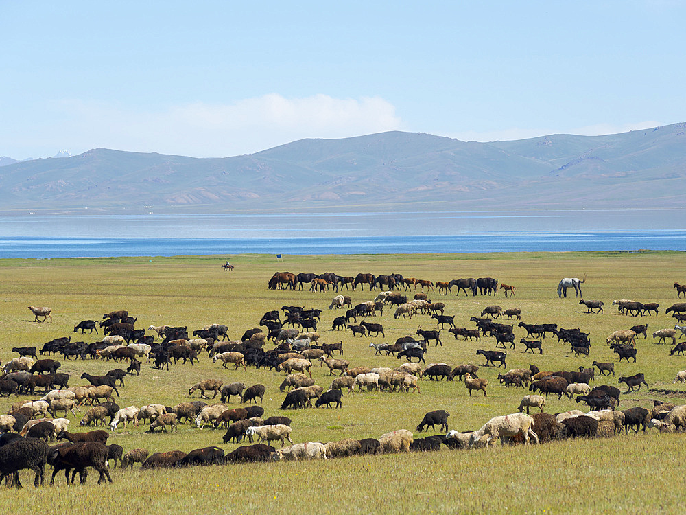 Sheep on their mountain pasture at lake Song Kol (Son Kul, Songkoel, Song-Koel). Tien Shan mountains or heavenly mountains in Kirghizia. Asia, central Asia, Kyrgyzstan