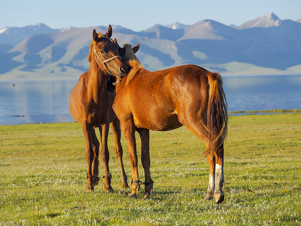 Horses on their mountain pasture at lake Song Kol (Son Kul, Songkoel, Song-Koel). Tien Shan mountains or heavenly mountains in Kirghizia. Asia, central Asia, Kyrgyzstan