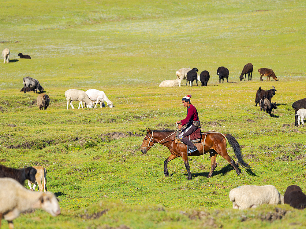 Shepherd on horse, sheep on their mountain pasture at lake Song Kol (Son Kul, Songkoel, Song-Koel). Tien Shan mountains or heavenly mountains in Kirghizia. Asia, central Asia, Kyrgyzstan