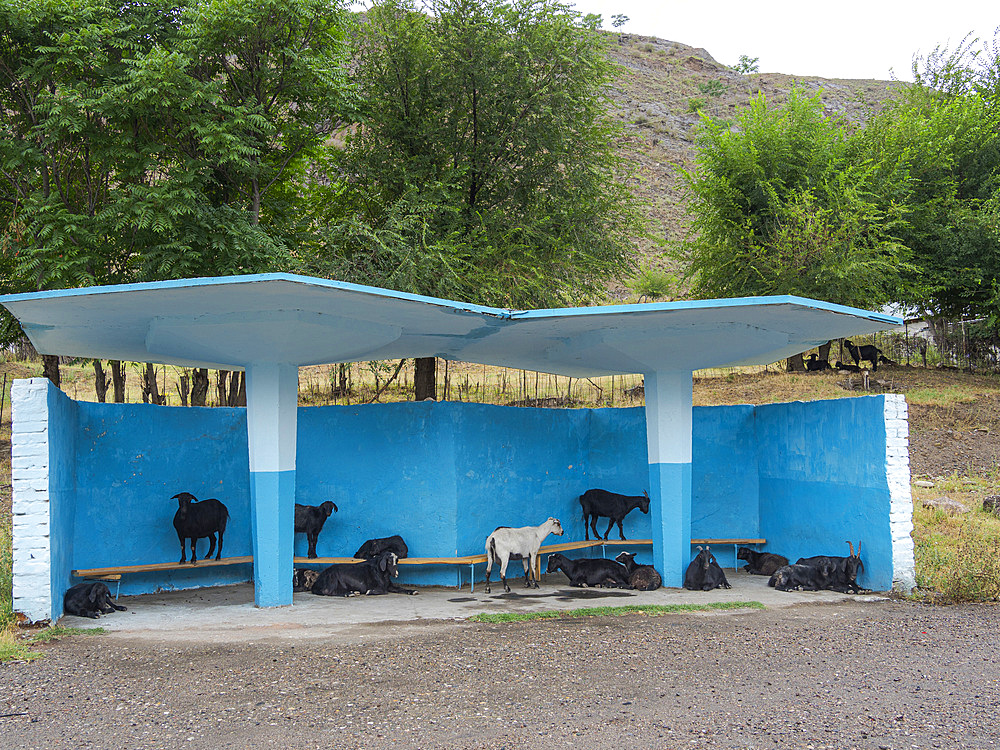 Bus stop with goats in the town Tasch Kumyr, a coal mining area in the Tien Shan or heavenly mountains. Asia, Central Asia, Kyrgyzstan