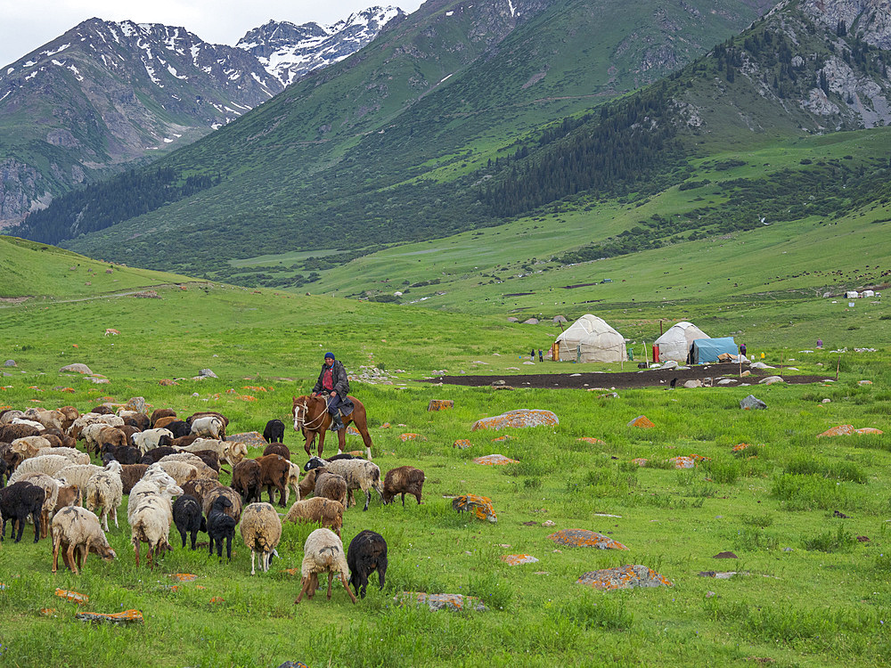 Sheeps with shepherd on horse, grazing on their summer pasture. National Park Besch Tasch in the Talas Alatoo mountain range, Tien Shan or Heavenly Mountains. Asia, Central Asia, Kyrgyzstan