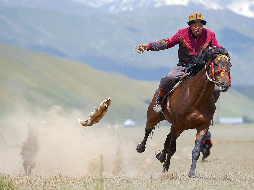 Kyrgysz hunting dog, Taigan, during a competition. Folk and Sport festival on the Suusamyr plain commemorating Mr Koshomkul, a sportsman and folk hero of the last century. Asia, central asia, Kyrgyzstan