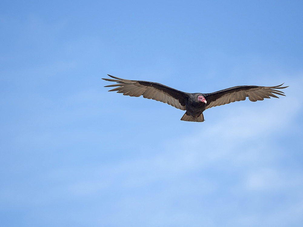 Turkey vulture (Cathartes aura) flying. South America, Falkland Islands, January