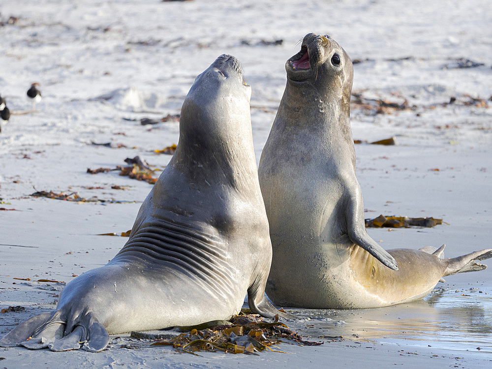 Southern elephant seal (Mirounga leonina) after harem and breeding season. Young bulls fighting and establishing pecking order. South America, Falkland Islands, January