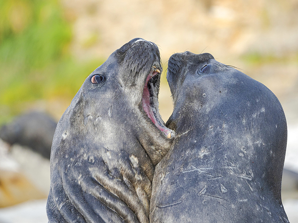 Southern elephant seal (Mirounga leonina) after harem and breeding season. Young bulls fighting and establishing pecking order. South America, Falkland Islands, January