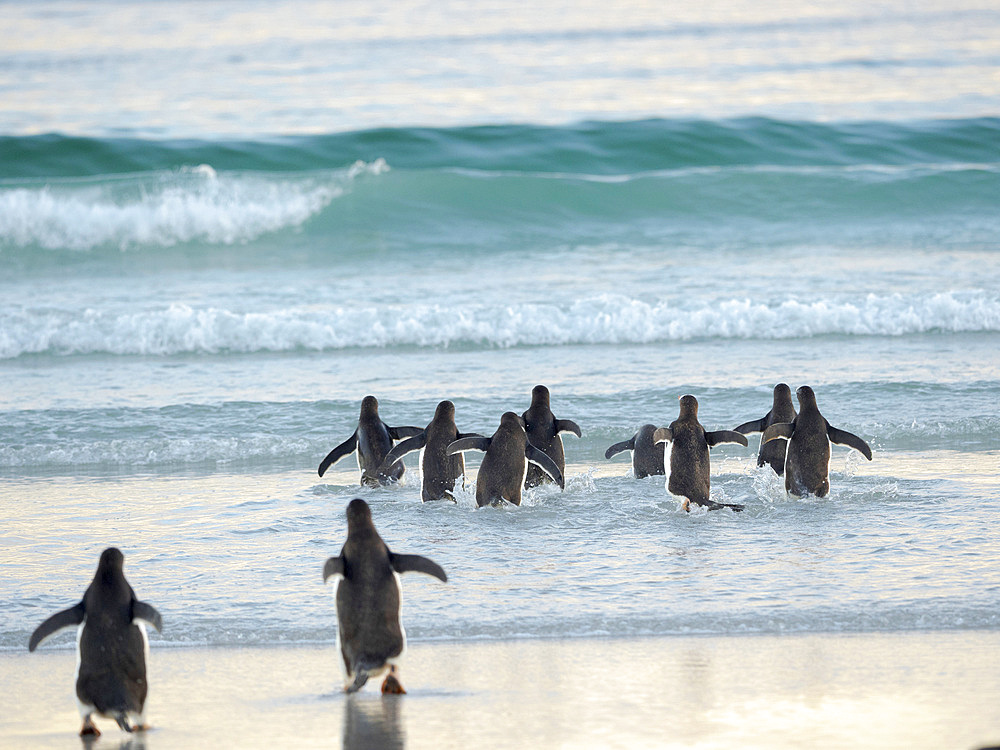 Walking to enter the sea during early morning. Gentoo Penguin (Pygoscelis papua) in the Falkland Islands. South America, Falkland, January