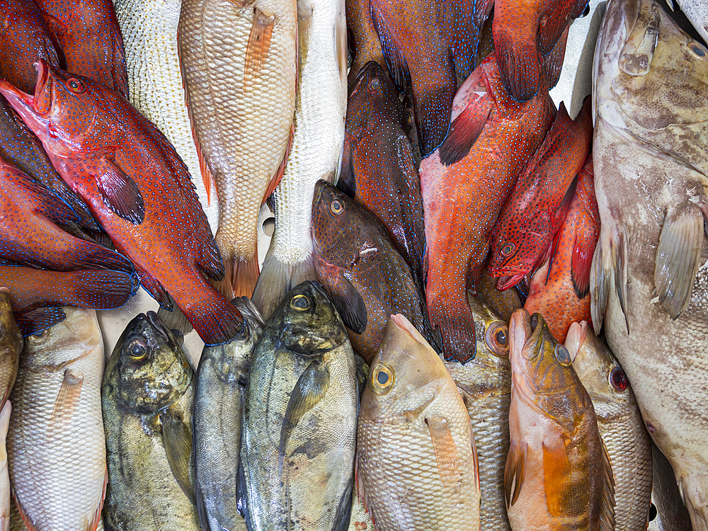 Fish market in Mercado Municipal di Praia in Plato. The capital Praia on the island of Santiago (Ilha de Santiago), Cape Verde in the equatorial atlantic.