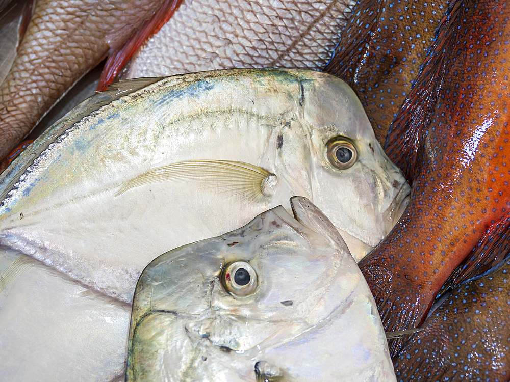 Fish market in Mercado Municipal di Praia in Plato. The capital Praia on the island of Santiago (Ilha de Santiago), Cape Verde in the equatorial atlantic.