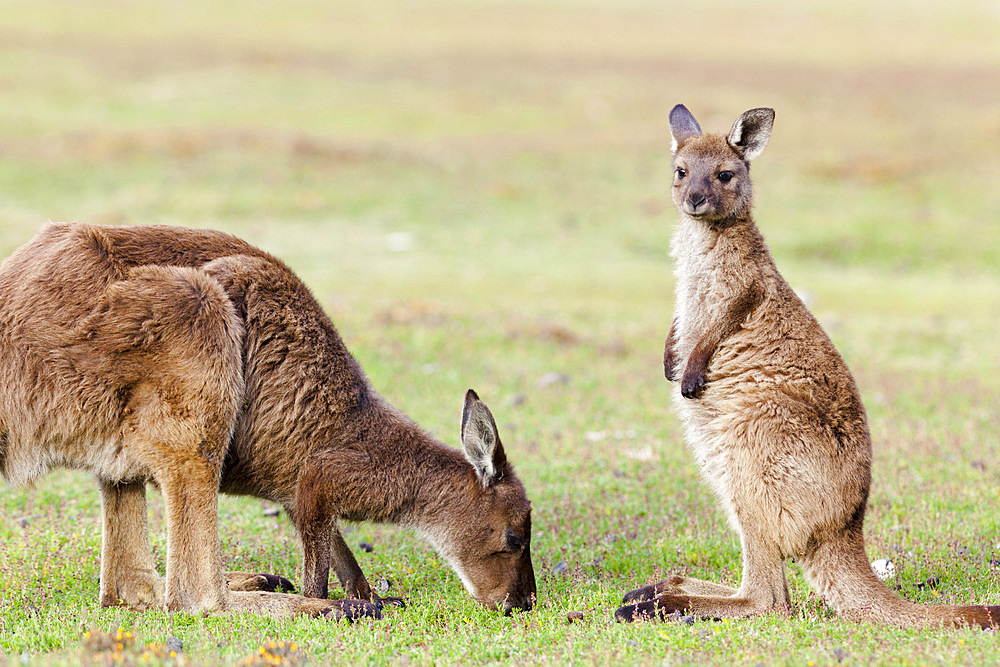 Western grey kangaroo (Macropus fuliginosus), on Kangaroo Island in the Flinders Chase National Park. Kangaroo Island is the third largest island of Australia and famous for the national parks and their wildlife. Australia, South Australia