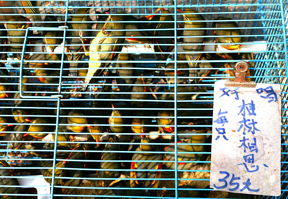 Traditional bird salesmen, Hong Kong, Special Administrative Region, China, Asia