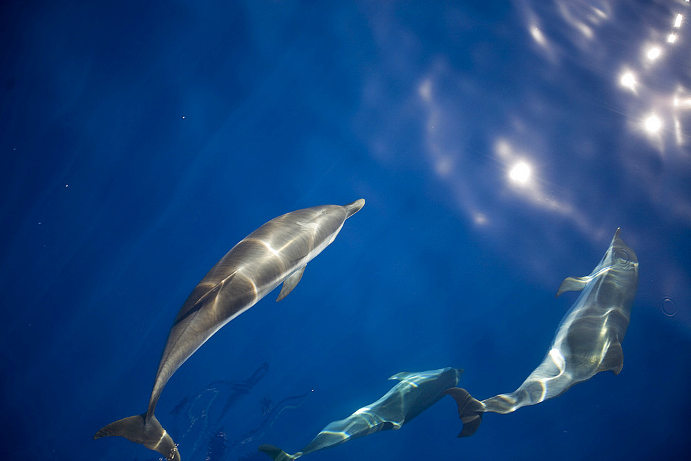 Capraia island, dolphins, Tyrrhenian Sea, Tuscany, Italy, Europe