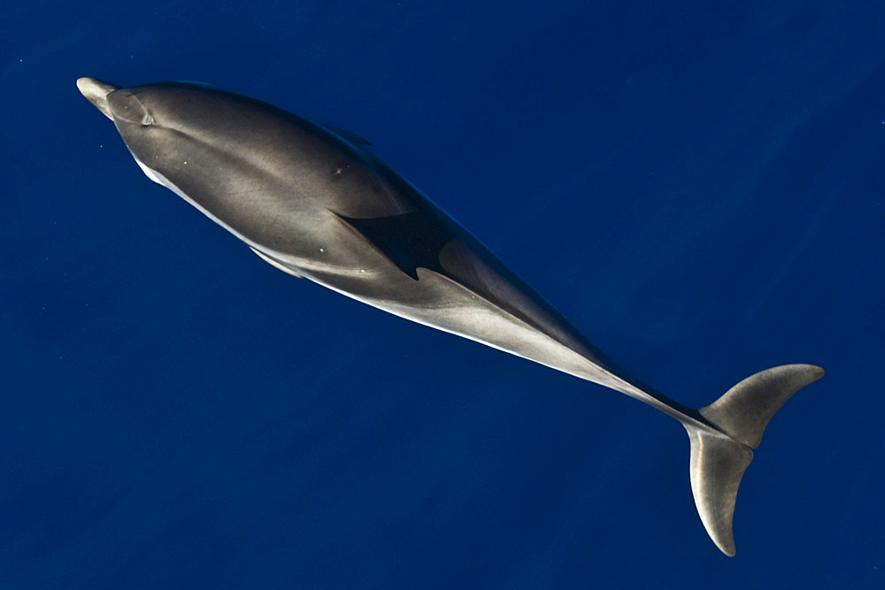 Capraia island, dolphins, Tyrrhenian Sea, Tuscany, Italy, Europe