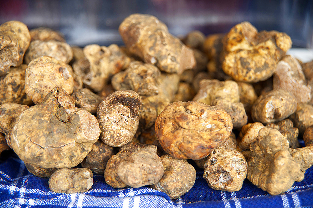 White Truffle, Alba, Cuneo, Piedmont, Italy, Europe