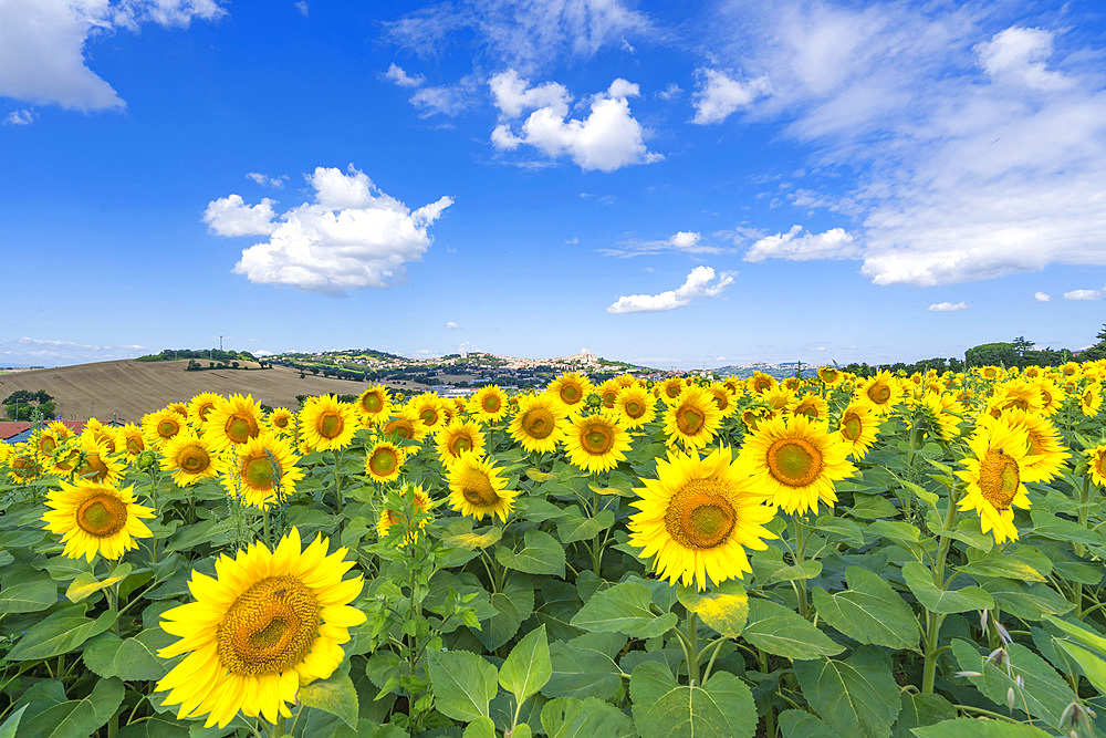 Sunflowers field, View of Loreto, Marche, Italy, Europe