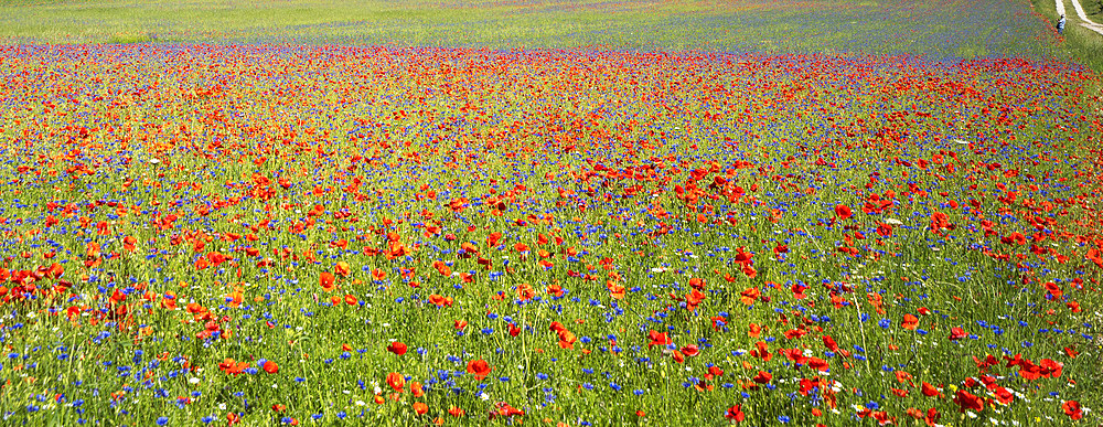 Monti Sibillini National Park, Flowering Pian Grande, July, Castelluccio di Norcia, Umbria, Italy, Europe