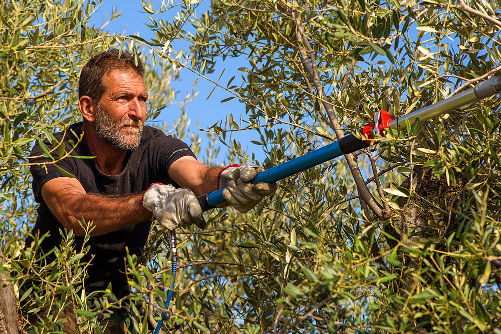 Harvesting of olives around Rome near the ancient Roman via Ardeatina, Lazio, Europe