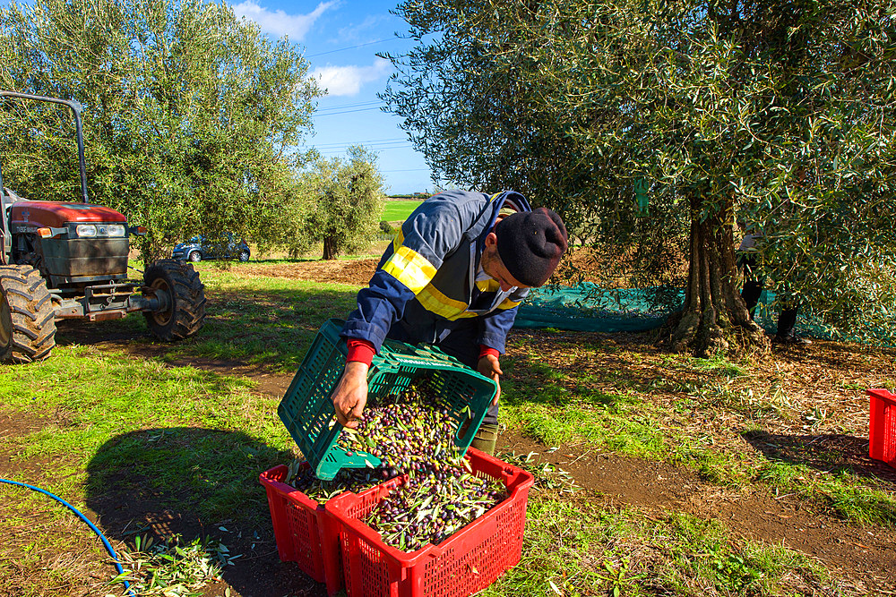 Harvesting of olives around Rome near the ancient Roman via Ardeatina, Lazio, Europe