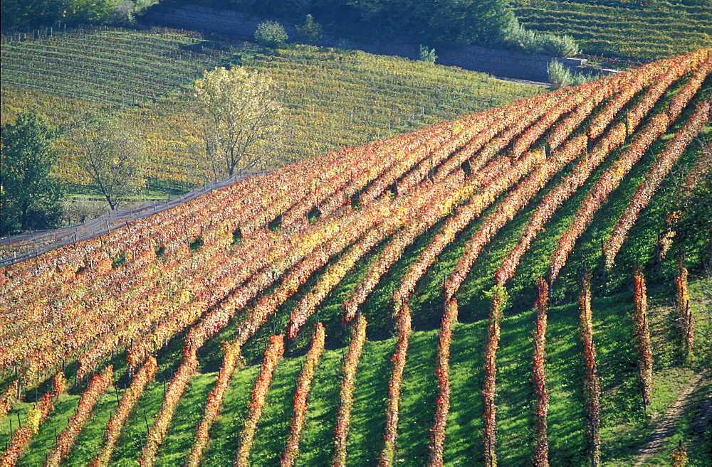 Vineyard, Langhe, Piemonte, Italy