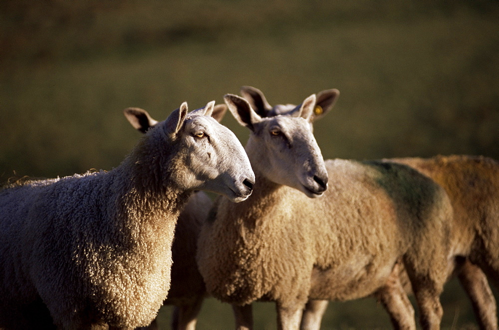 Blue faced Leicester sheep, Pennines, Eden Valley, Cumbria, England, United Kingdom, Europe