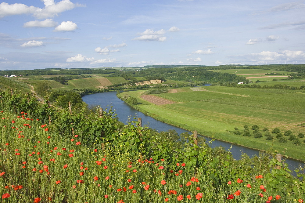 Poppies and vineyards along the border between Luxembourg and Germany separated by the River Moselle (Mosel), Germany, Europe