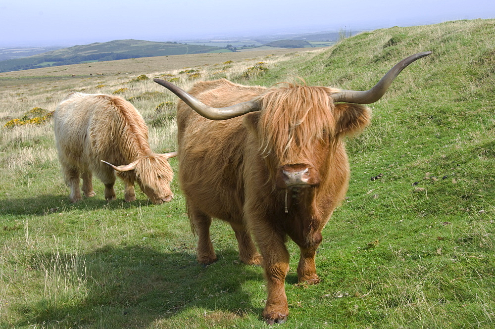 Highland cattle grazing on Dartmoor, Dartmoor National Park, Devon, England, United Kingdom, Europe