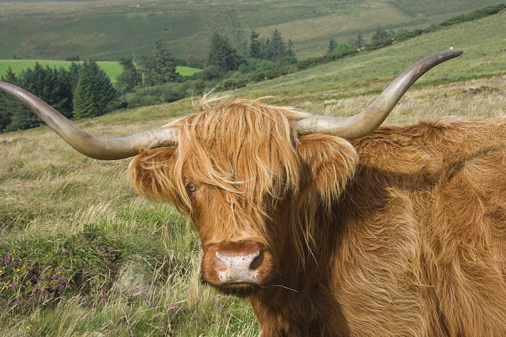 Highland cattle grazing on Dartmoor, Dartmoor National Park, Devon, England, United Kingdom, Europe