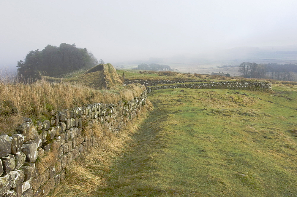 View east from Milecastle 37 approaching Housesteads Wood, Hadrians Wall, UNESCO World Heritage Site. Northumberland National Park, England, United Kingdom, Europe 