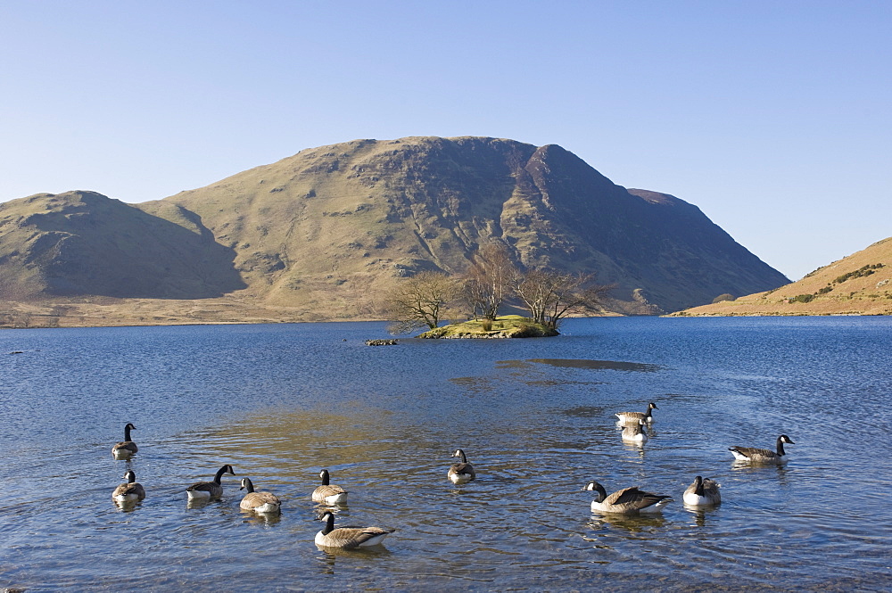 Canada geese on Crummock Water, Mellbreak Fell behind, Lake District National Park, Cumbria, England, United Kingdom, Europe 