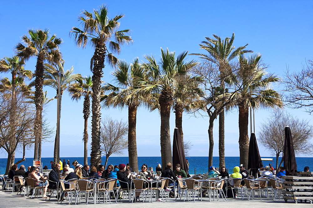 Pavement cafe and coffee bar under palm trees, promenade area, Barceloneta, Barcelona, Catalunya, Spain, Europe 