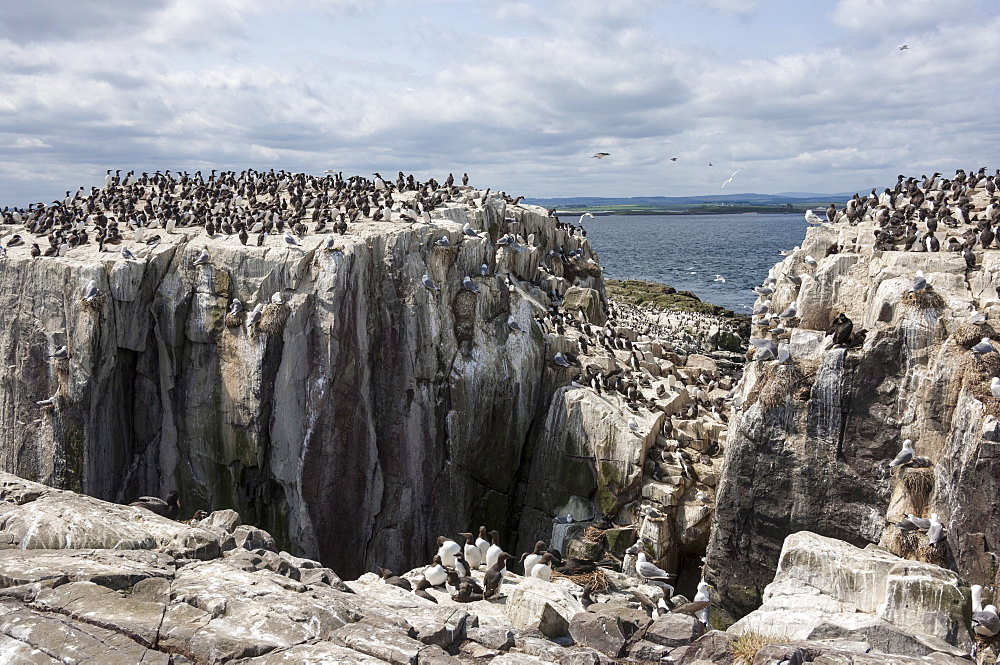 Guillemots, kittiwakes and shags on the cliffs of Staple Island, Farne Islands, Northumberland, England, United Kingdom, Europe