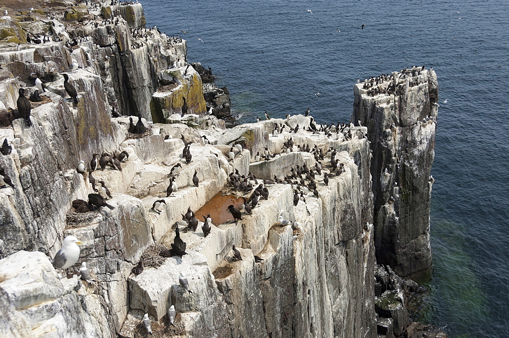 Guillemots, kittiwakes and shags on the cliffs of Staple Island, Farne Islands, Northumberland, England, United Kingdom, Europe