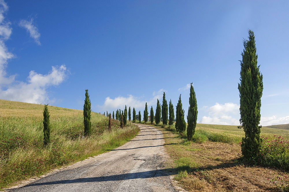 Tree lined driveway, Val d'Orcia, Tuscany, Italy, Europe 