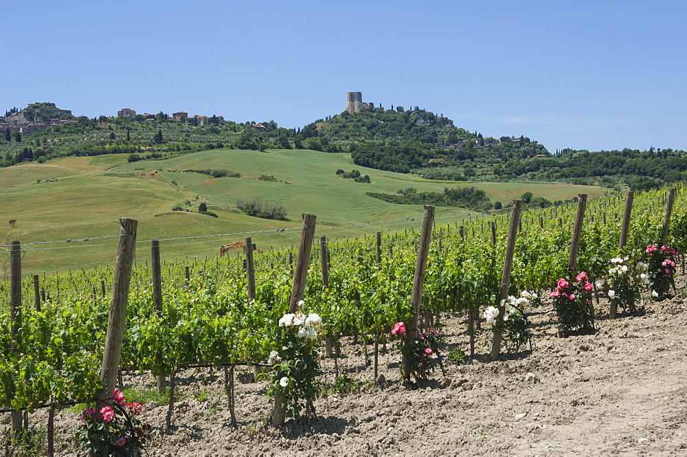 Vineyard with roses, traditionally planted to give early warning of vine disease, Val d'Orcia, Tuscany, Italy, Europe 