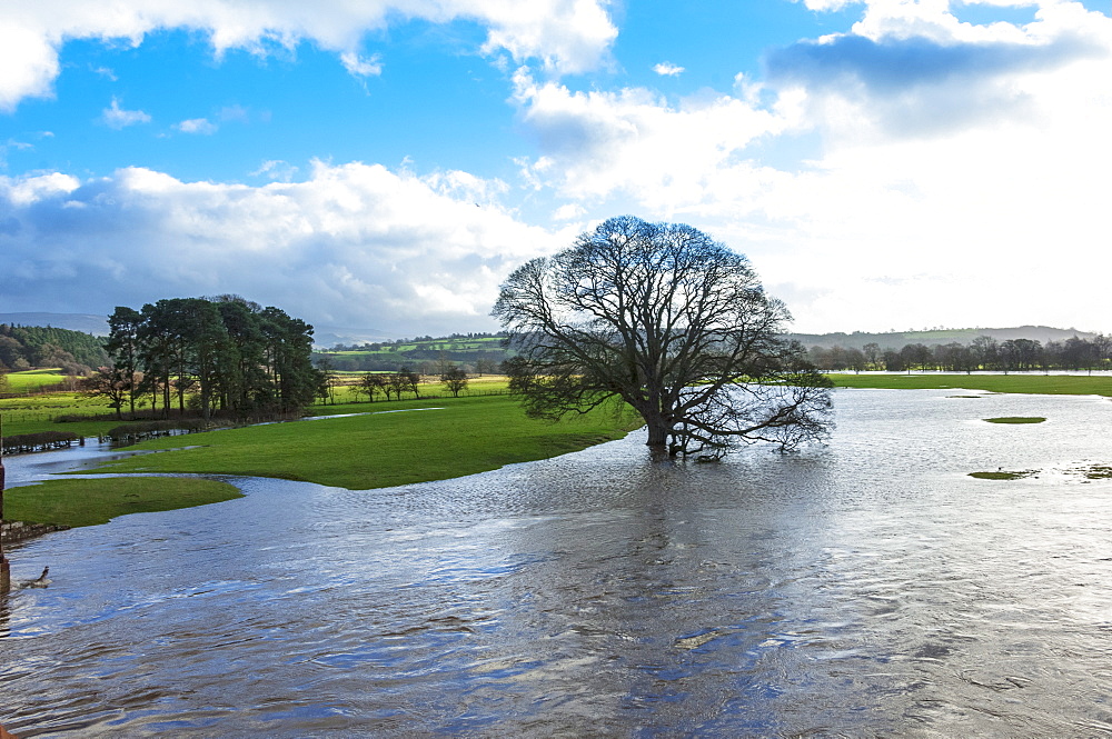 Floodwaters, River Eden, Eden Valley, Cumbria, England, United Kingdom, Europe