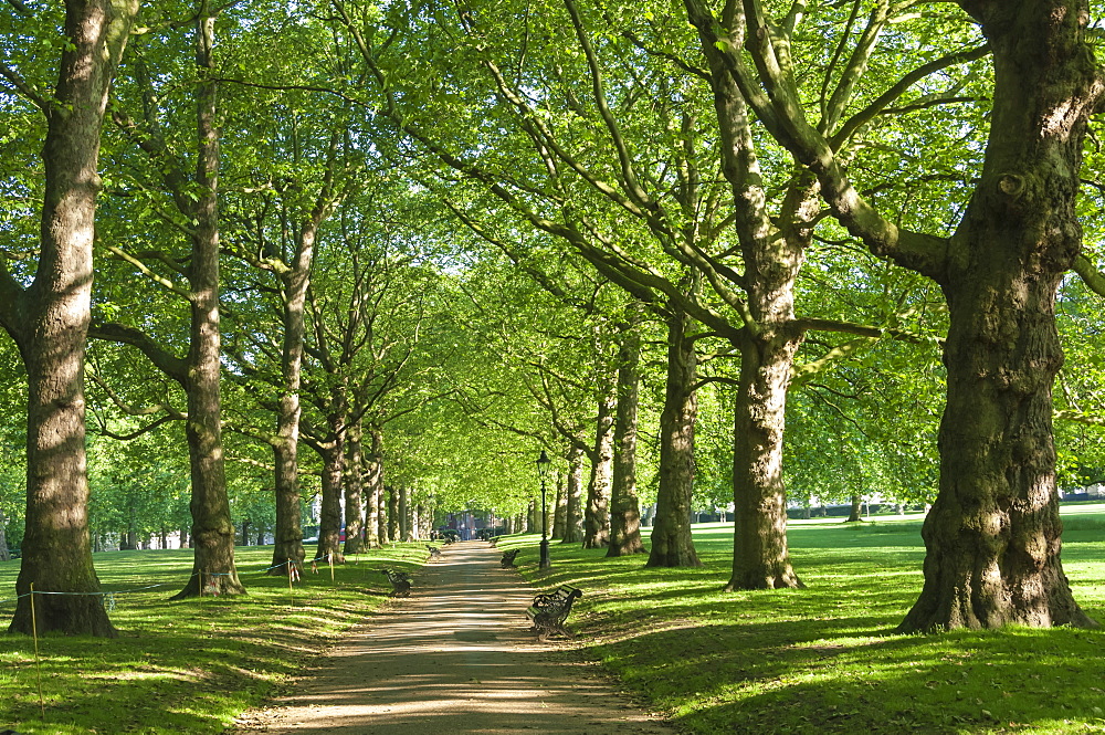 Avenue of trees in Green Park, London, England, United Kingdom, Europe