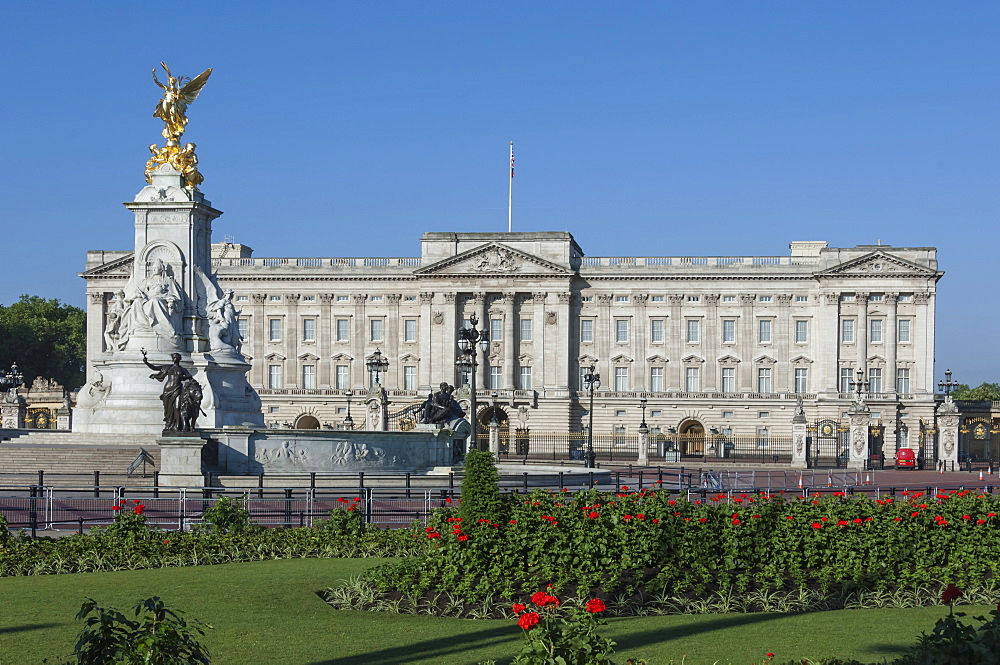 Geraniums at Buckingham Palace, London, England, United Kingdom, Europe