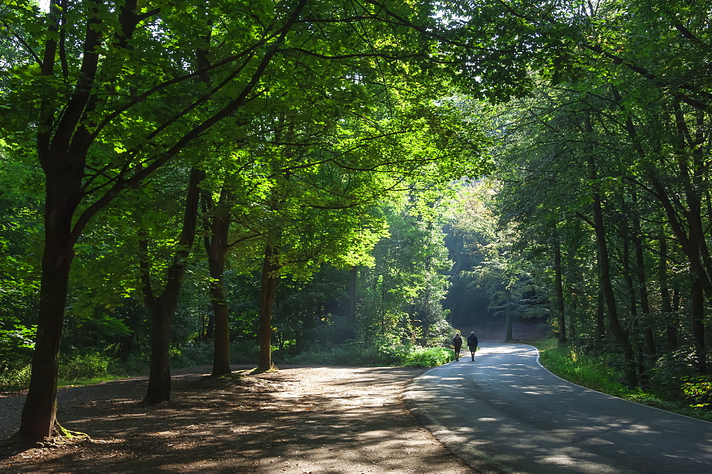 Walkers on a forest road in the Pfalz area, Germany, Europe