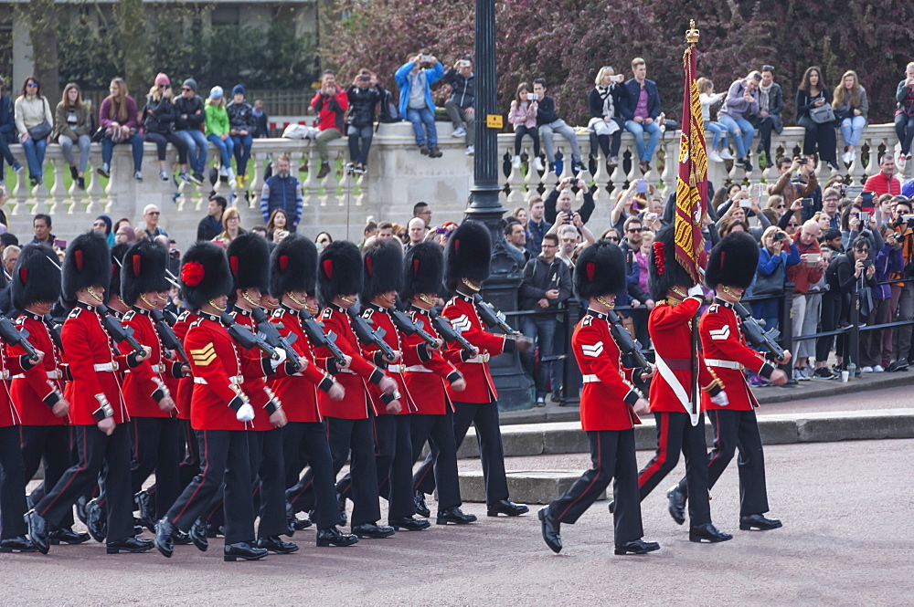 Band of the Coldstream Guards with their Standard, during Changing of the Guard, Buckingham Palace, London, England, United Kingdom, Europe