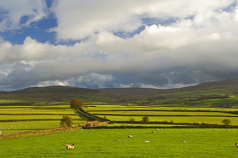 Dry stone walls below the Pennines, Eden Valley, Cumbria, England, United Kingdom, Europe