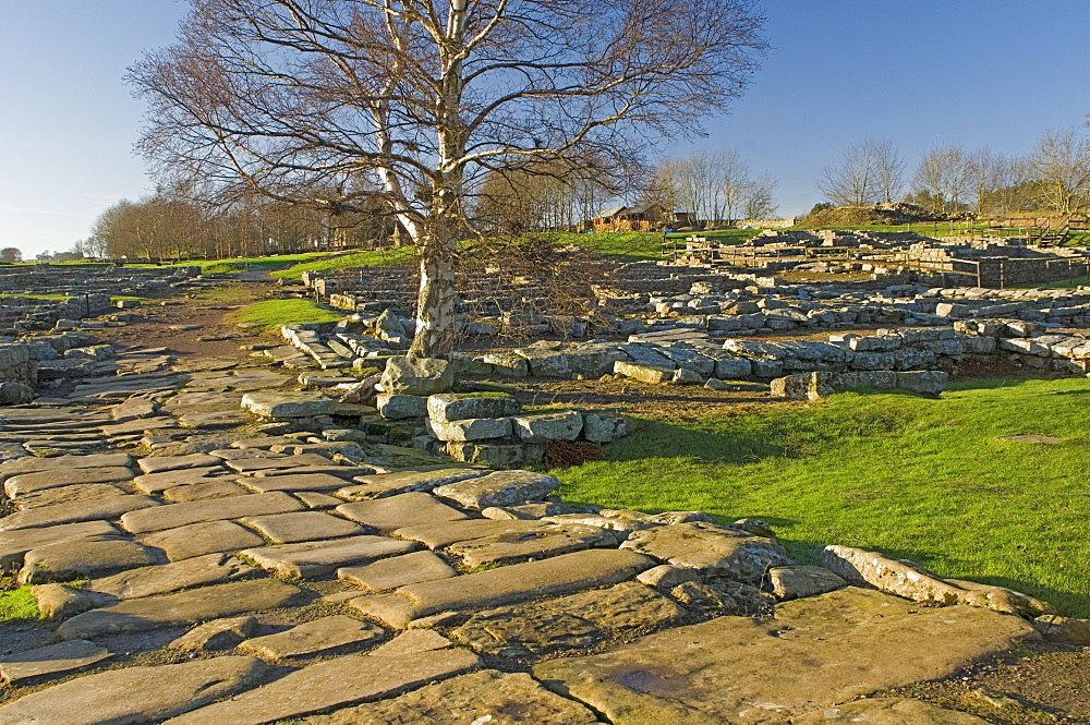 Paved roadway, Via Praetoria, and soldiers quarters, Roman settlement and fort at Vindolanda, Roman Wall south, UNESCO World Heritage Site, Northumbria, England, United Kingdom, Europe