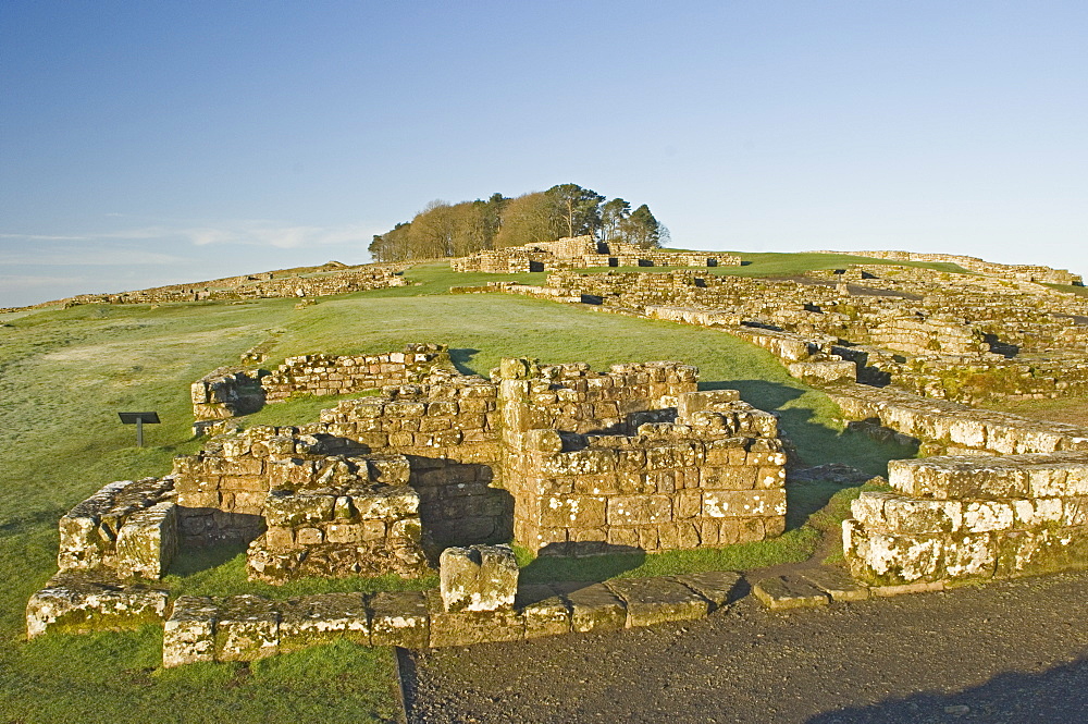 Part of Housesteads Roman Fort, looking up to Housesteads Wood, Hadrians Wall, UNESCO World Heritage Site, Northumbria, England, United Kingdom, Europe