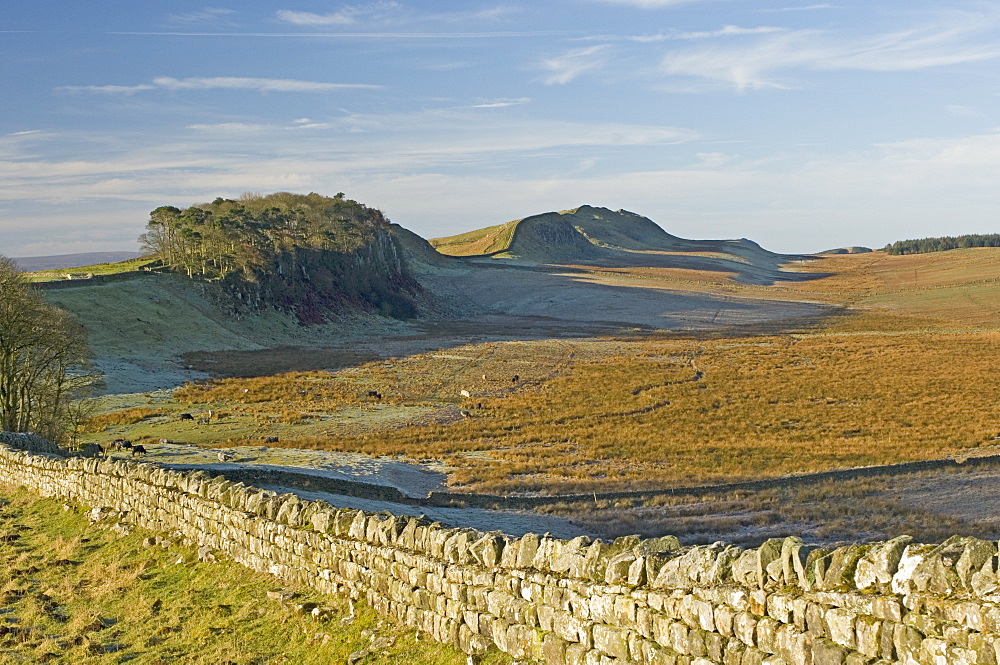 Looking west to Housesteads Wood and Crag, Cuddy and Hotbank Crags, Hadrians Wall, UNESCO World Heritage Site, Northumbria, England, United Kingdom, Europe