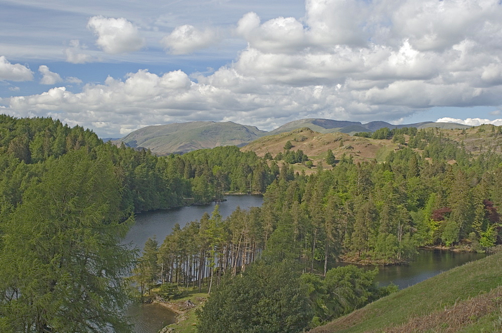 Tarn Hows, Helvellyn Range in distance, Lake District National Park, Cumbria, England, United Kingdom, Europe