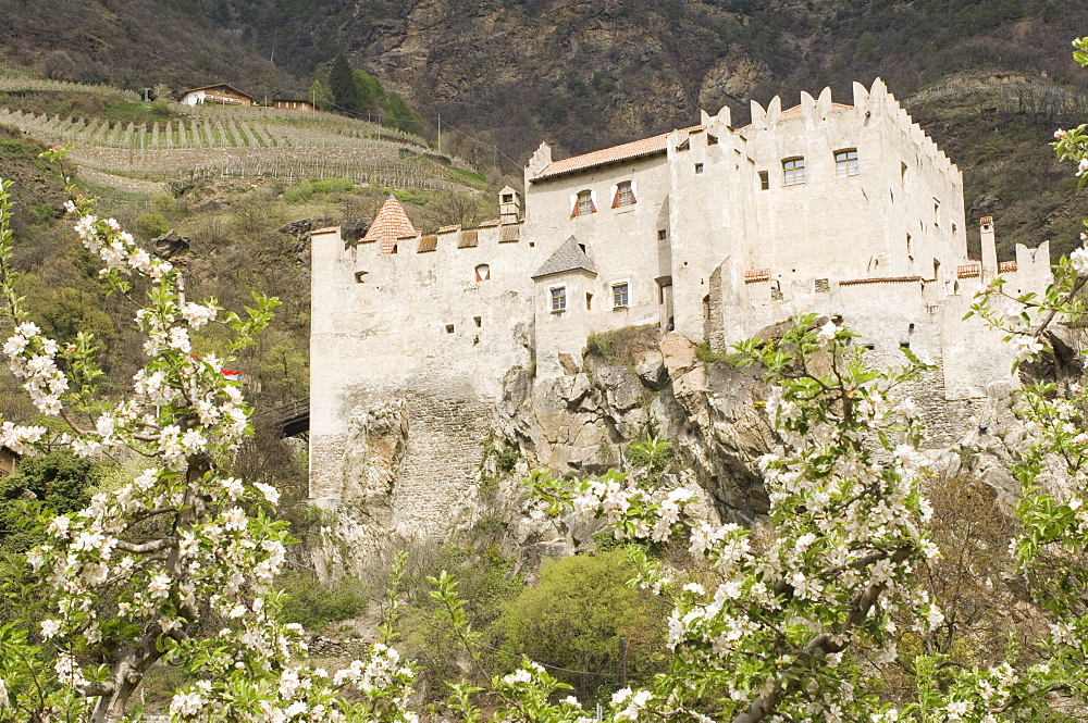 Apple blossom in spring and the castle at Castelbello, Adige Valley, Italy, Europe