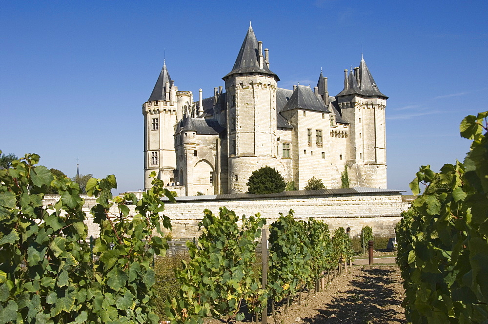 Vineyards around the Chateau de Saumur, Maine-et-Loire, Pays de la Loire, France, Europe