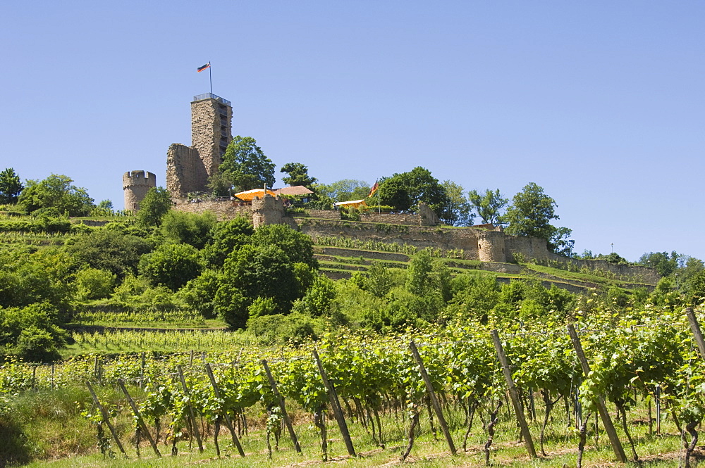 Wachtenburg, Pfalz wine area, Germany, Europe