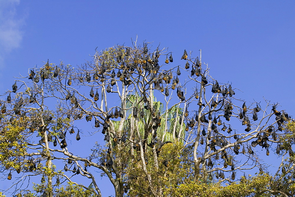 Grey-headed Flying Fox, (Ptereopus poliocephalus), Botanical Garden, New South Wales, Sydney, Australia