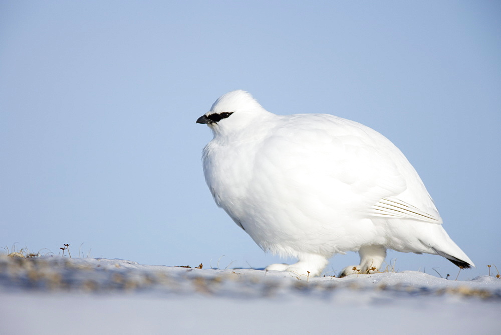 Rock ptarmigan (Lagopus muta hyperborea), Billefjord, Svalbard, Spitzbergen, Norway, Scandinavia, Europe